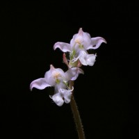 Anoectochilus regalis Blume